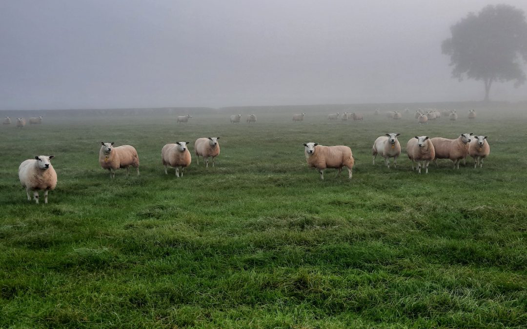 De pijn van de voorouders