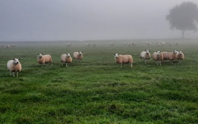 De pijn van de voorouders